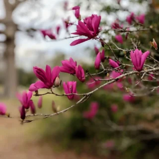 March came in like a lamb here--springbis in full bloom, pollen and all. This magnolia snatched my whole heart on a recent walk, I just had to share. 
.
.
Livestream this Sunday at 11:30 AM ET. Join us on Instagram or Facebook.